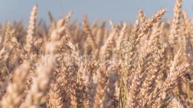 阳光下干燥的金色小麦穗状花序，缓慢运动